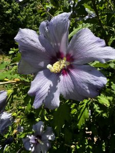 Rose Of Sharon flower with green leaves behind it. With shallow Depth of Field