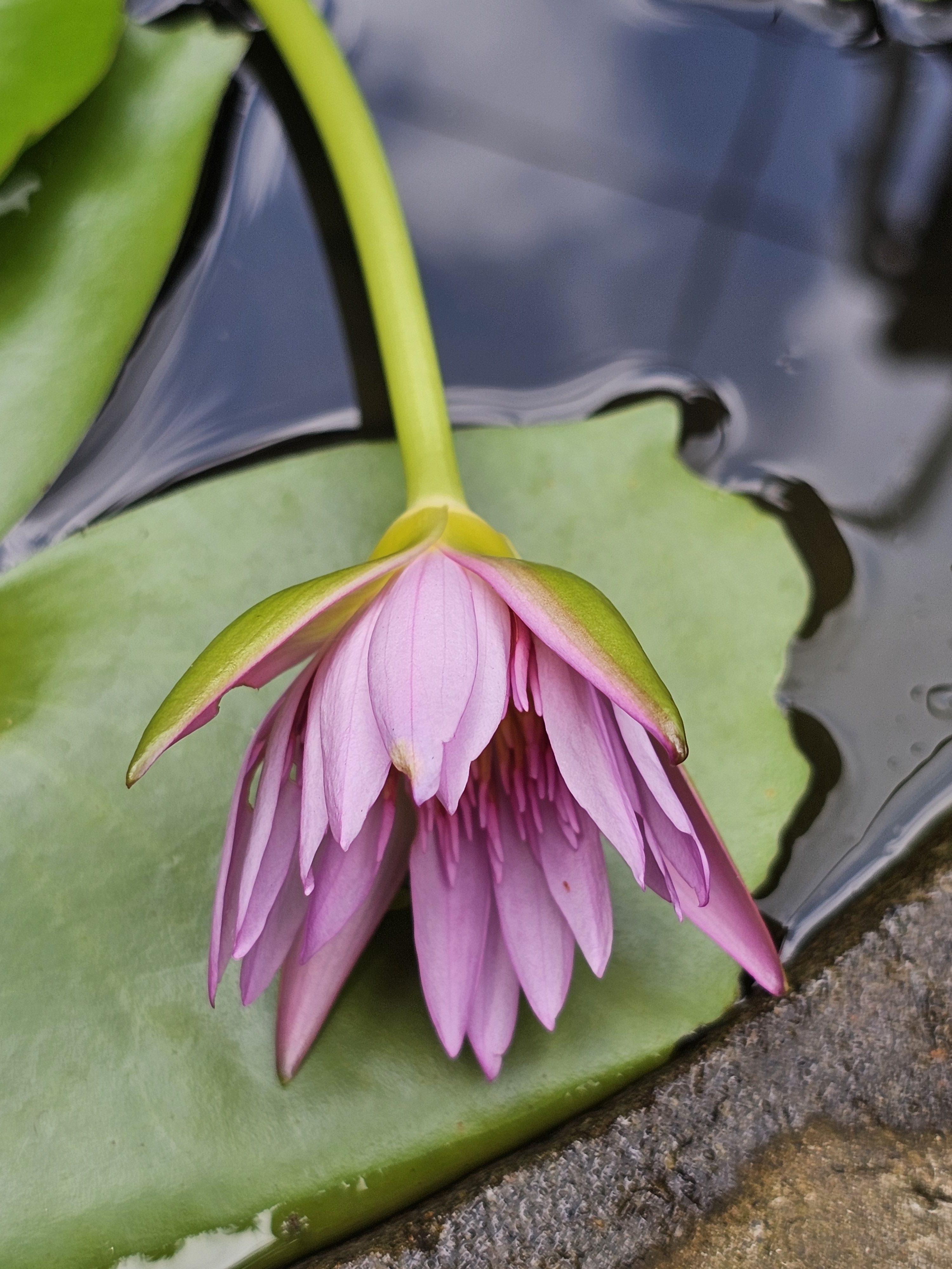 A fallen pink colour water lily flower. From my aunt’s garden, Kozhikode, Kerala.