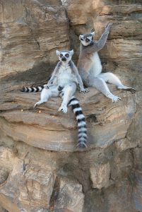 两只环尾狐猴坐在岩石壁架上，一只直立，另一只懒洋洋地躺着，一只胳膊放在后面的岩石上。