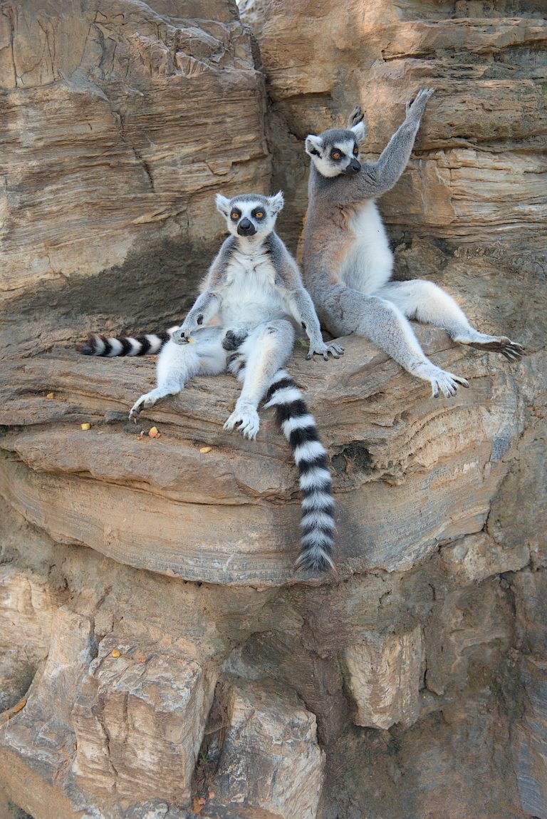 Two ring-tailed lemurs sit on a rocky ledge, with one positioned upright and the other lounging with one arm resting on the rock behind.