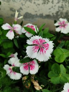 View larger photo: Dianthus flowers radiating their elegant colors. Several flowers can be seen growing near a wall.