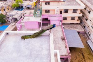 View larger photo: A peacock with its tail feathers down, atop a rooftop terrace with buildings around in various shades of pink.