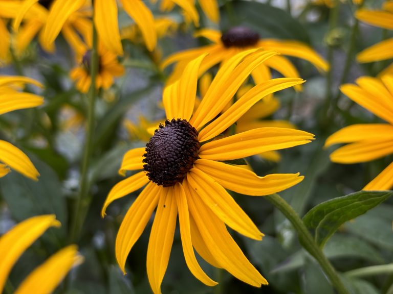 Close-up of a vibrant, yellow daisy-like flower with a dark brown center (a Black-Eyed Susan, scientific name Rudbeckia hirta), surrounded by green foliage and similar flowers in the background.