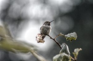 Hummingbird perched on a twig of an Italian plum tree
