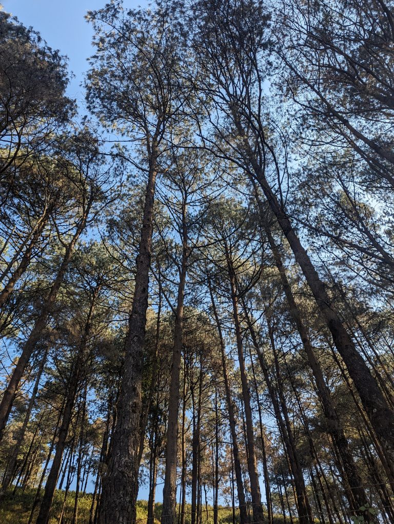 A view looking up at tall pine trees in a dense forest with sunlight filtering through the branches and a clear blue sky in the background.