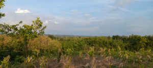 A tree to left of screen and more trees in the distance beyond a field. Clouds are in the sky overhead.