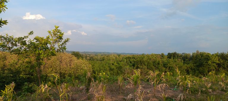 A tree to left of screen and more trees in the distance beyond a field. Clouds are in the sky overhead.