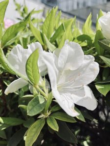 View larger photo: Close-up of white azalea flowers with delicate petals amidst green leaves, taken outdoors with a blurry background.