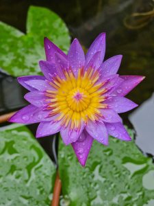 Purple colour water lilly flower and its leaves with rain drops after the heavy rains. From our garden, Kozhikode, Kerala.