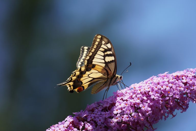 A swallowtail (Papilio machaon) on a Buddleja flower against a blue background.