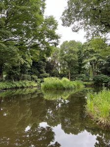 View larger photo: A serene pond surrounded by lush greenery and tall trees, with the trees reflecting on the still water's surface. Dense vegetation and reeds grow at the water's edge, adding vibrant green hues to the tranquil scene.