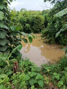 A muddy pond surrounded by lush green foliage and trees, with reflections of the vegetation seen on the water's surface. The area is densely packed with various types of plants, including large leaves in the foreground.
