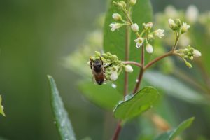 Water droplets hang from a bee's wings and the plant it is clinging to.