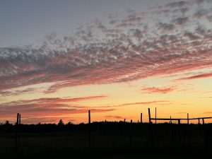 Northern Michigan sky at sunset. Golden clouds smeared across the sky, with tall fence posts silhouettes rising out of the darkness below.