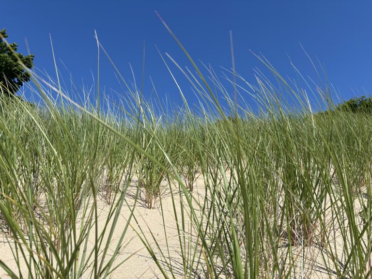 Seagrass growing in sand with a blue sky behind.