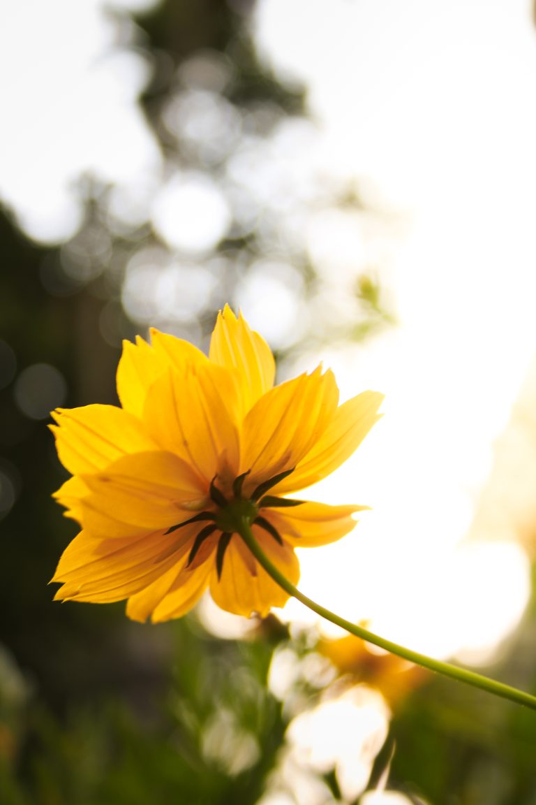 A close-up of a vibrant yellow flower backlit by soft sunlight, with a blurred background creating a bokeh effect.