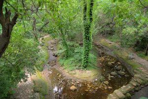 这是一幅宁静的森林风光，以蜿蜒、狭窄的溪流和浅水为特色，溪边有岩石和郁郁葱葱的绿色植被。
