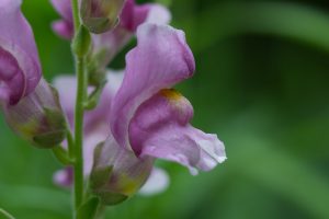 A close-up of a snapdragon flower with pink petals and a yellow center with a blurred green background.