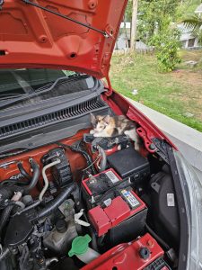 A calico kitten is curled up on the side of a car engine compartment with the hood open.