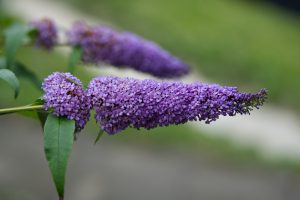 A buddleia inflorescence with purple flowers with a blurred green background.