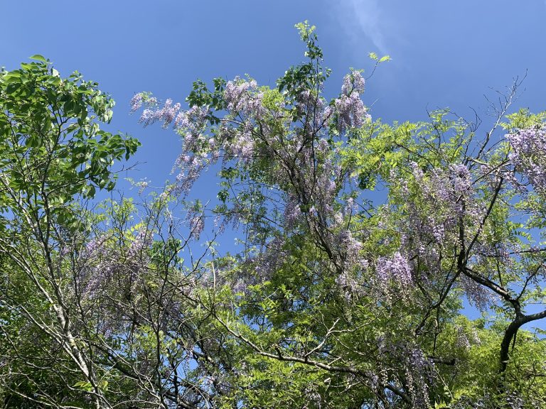 しだれた藤の花　/　weeping wisteria flower