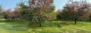 Cherry trees laden with ripe fruit in Northern Michigan.