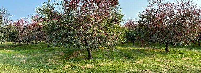 Cherry trees laden with ripe fruit in Northern Michigan.