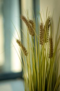 View larger photo: Decorative grain stems seen in a hotel lobby area. A wall and wndow can be seen in the background, out of focus.