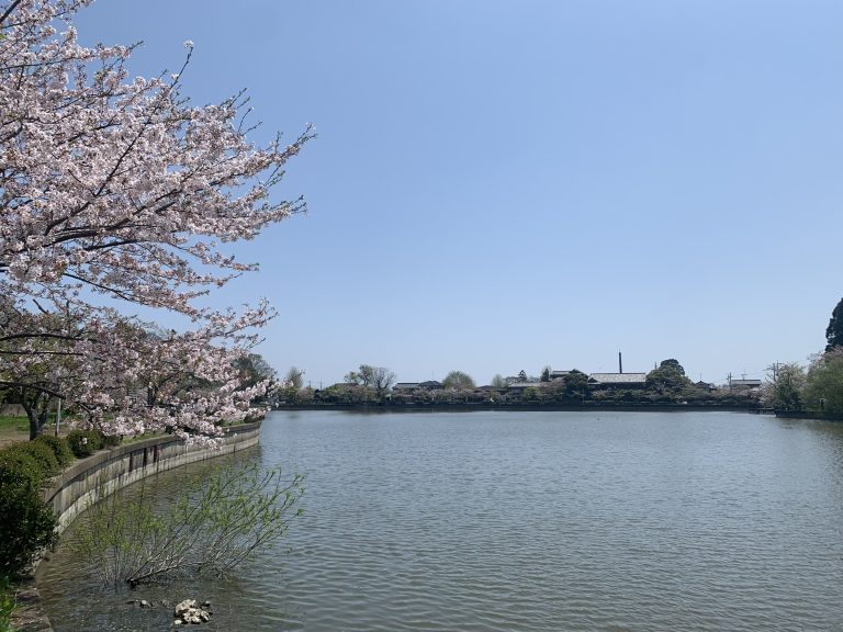 Cherry blossoms protruding from the shore of Lake Hachikaku, Togane City, Chiba Prefecture