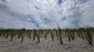 Beach grass seedlings planted evenly amongst bayside dunes with sand in the foreground and sunny, blue sky and white whispy clouds in the background (Lewes Yacht Club, Delaware)