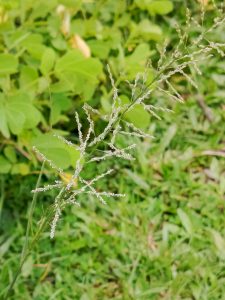 Close-up photo of a thin, delicate grass stem with tiny, feathery seed heads, set against a blurred background of green foliage.