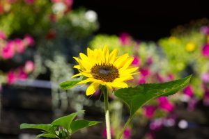 View larger photo: A sunflower, in the background the colors of various summer flowers in flower boxes.