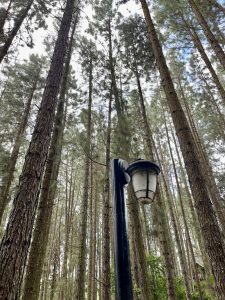 View larger photo: A light post in the middle of pine trees.