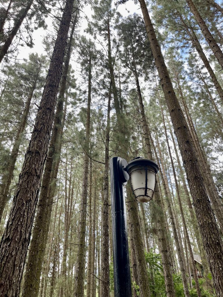 A light post in the middle of pine trees.