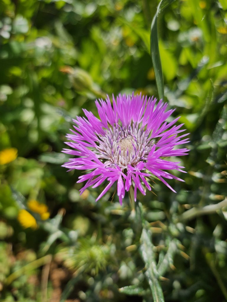 Close-up of a pink flower against a backdrop of green leaves.