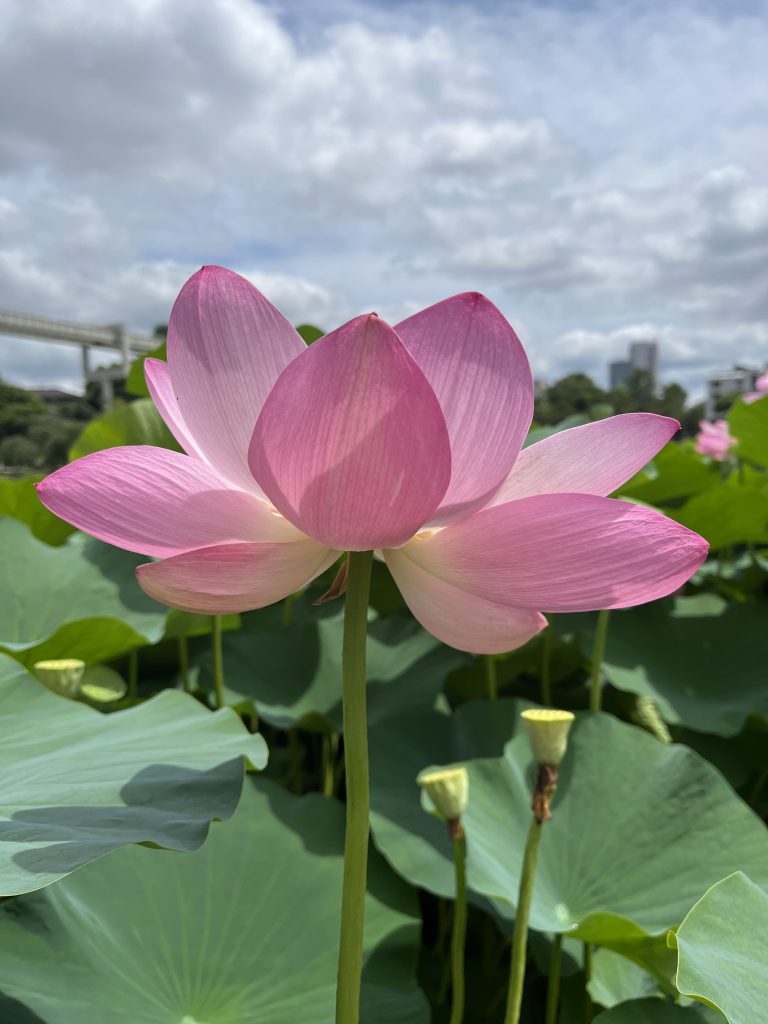 Pink lotus flower in full bloom, surrounded by green lotus leaves and seed pods.