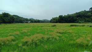 A lush green paddy field with tall grass and patches of wild plants, surrounded by dense forests and hills in the background. There are a few small structures or houses visible at the edge of the field near the trees. The sky is overcast, adding a soft light to the landscape.
