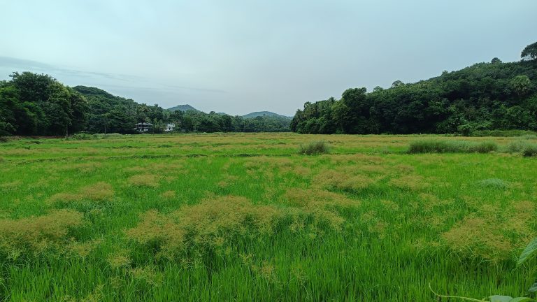 A lush green paddy field with tall grass and patches of wild plants, surrounded by dense forests and hills in the background. There are a few small structures or houses visible at the edge of the field near the trees. The sky is overcast, adding a soft light to the landscape.