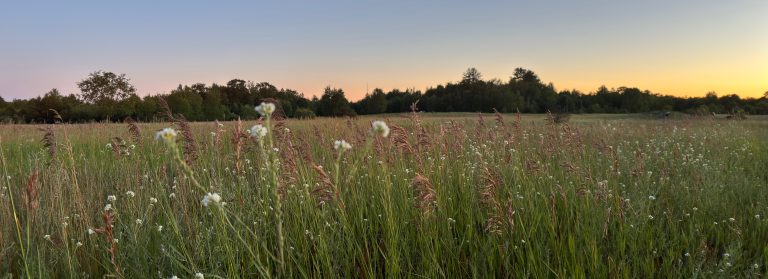 A grass covered field lit by an evening sun.