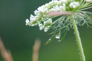 A water droplet clings to the bottom of a white Queen Anne's Lace flower.