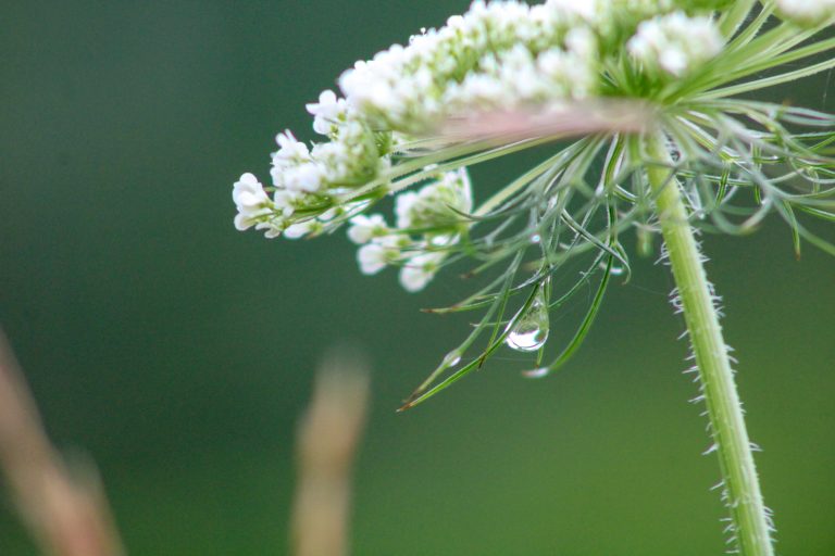 A water droplet clings to the bottom of a white Queen Anne’s Lace flower.