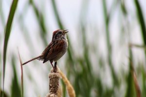 A swamp sparrow on a dried cattail with green cattails in the background.