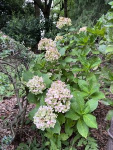 Hydrangea Flowers 