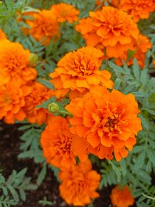 View larger photo: A close-up image of vibrant orange marigold flowers in full bloom, surrounded by green foliage.