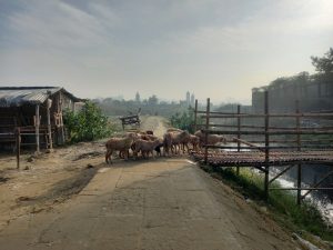  Flock of sheep is crossing man-made bamboo bridge, Dhaka, Bangladesh
