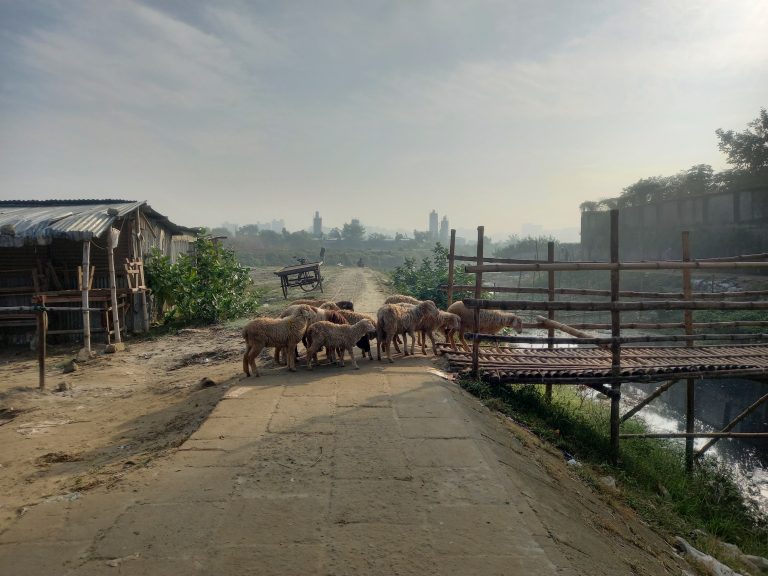 Flock of sheep is crossing man-made bamboo bridge, Dhaka, Bangladesh