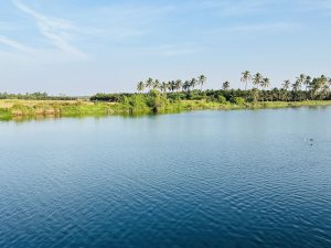 A river with grass and palm trees on the opposite side. A blue sky is overhead with wispy white clouds.