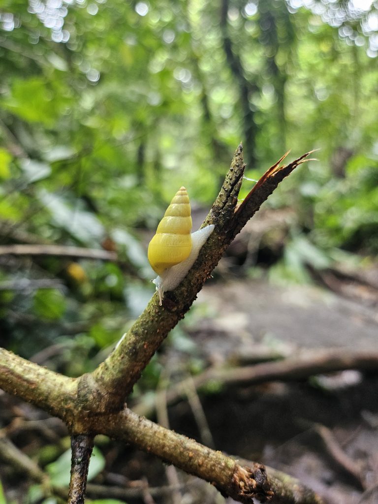 A small snail with a yellow and white spiral shell is perched on a branch in the middle of a dense, green forest. The background is blurred, showcasing various shades of green foliage.