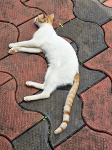 My aunt’s cat in a sleeping position. From Kozhikode, Kerala. 