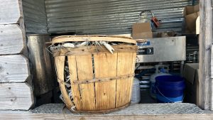  Wooden bushel basket full of blue crabs waiting to be steamed and seasoned (Crab Connect, Lewes, Delaware)
